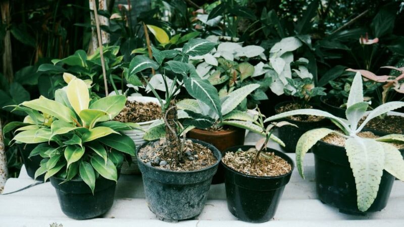 צמחים מתאימים